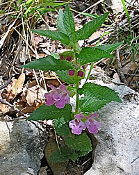 Scutellaria from the South of France