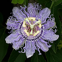 Passiflora incarnata for childrens insomnia (Photo by: Oliver P. Quillia)