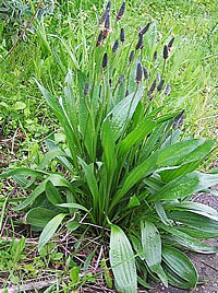 Plantago major for bronchitis with heat sensations and dry cough